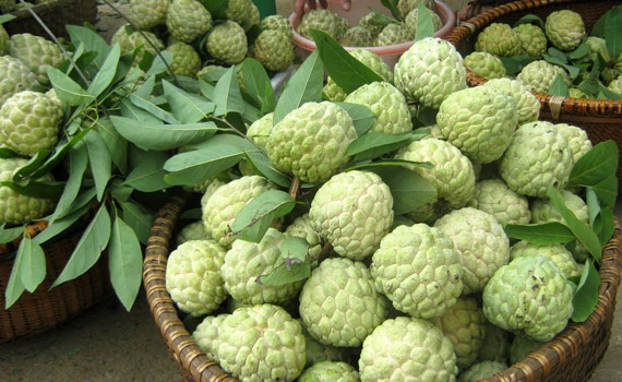 product-custard-apple